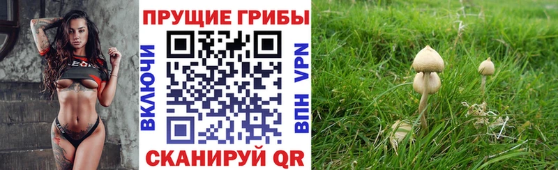 дарнет шоп  блэк спрут маркетплейс  Псилоцибиновые грибы прущие грибы  Ясногорск 